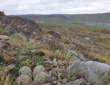 eggs from shetland birds