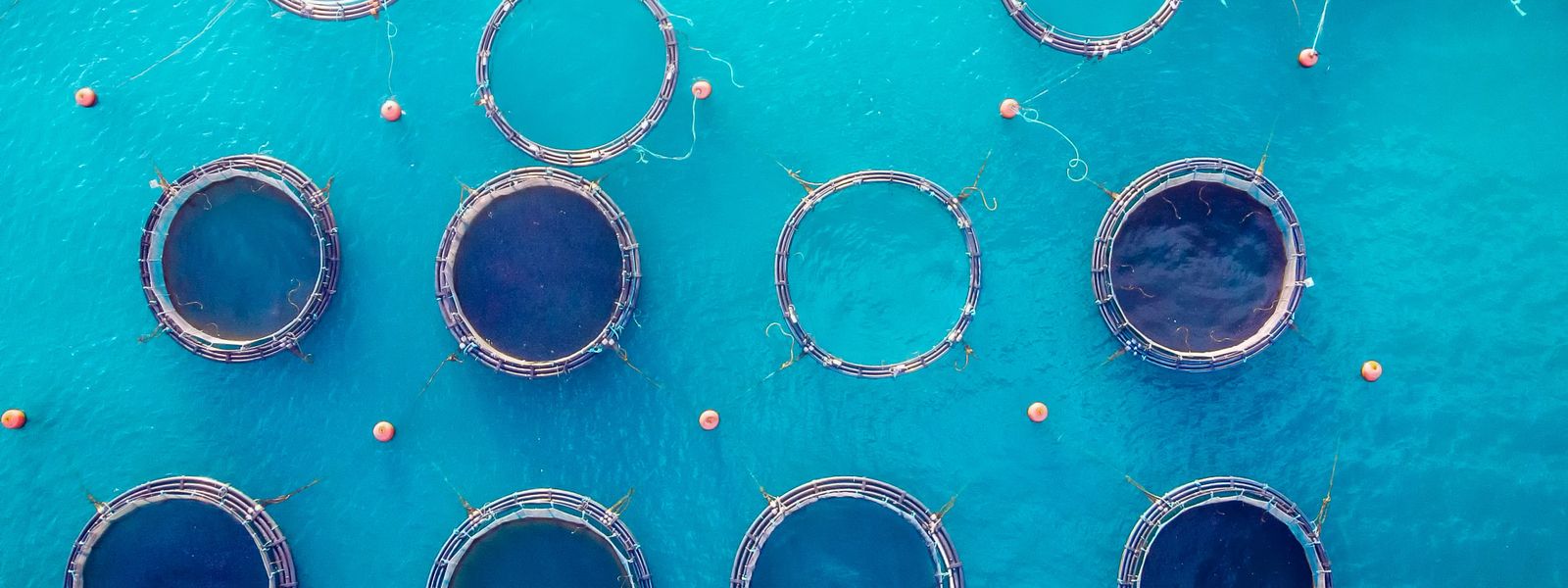 Salmon fish farm in tank for breeding and maintenance, blue water. Aerial top view