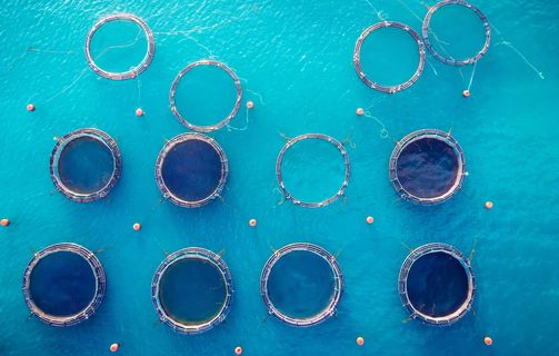 Salmon fish farm in tank for breeding and maintenance, blue water. Aerial top view